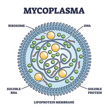 What is mycoplasma genitalium or Mgen?