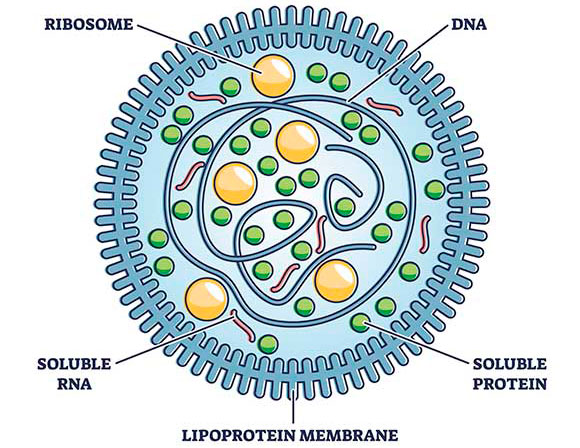 What is Mycoplasma Genitalium?