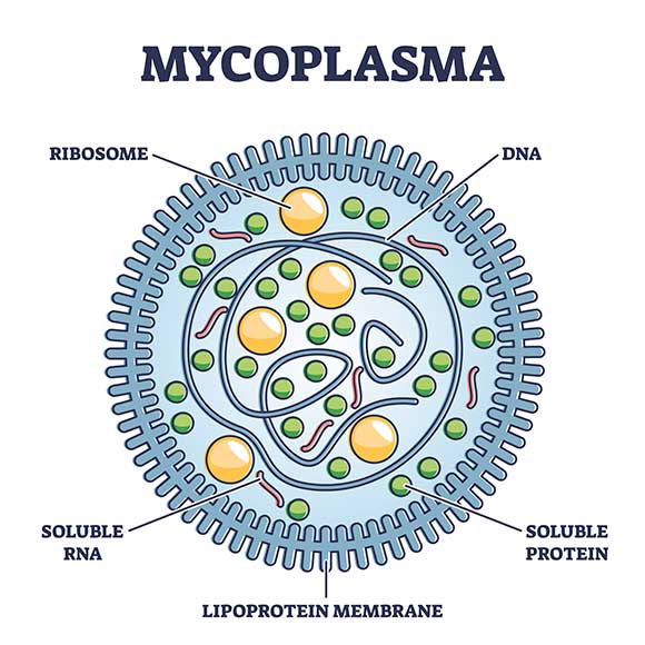 What is Mycoplasma Genitalium?